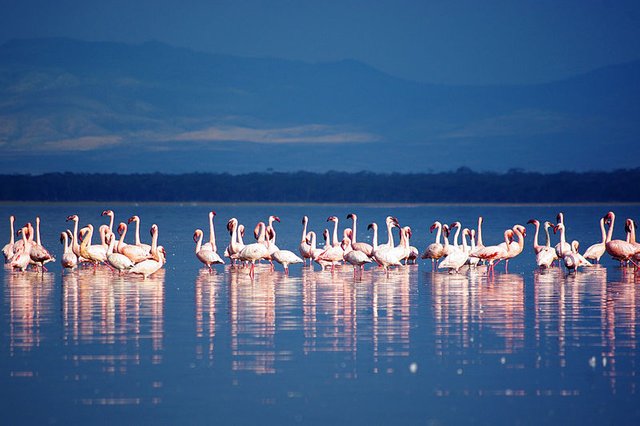 800px-Flamingos_in_Lake_Nakuru.jpg