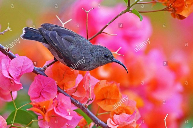 seychelles-sunbird-cinnyris-dussumieri-female-between-flowers-of-a-bougainvillea-seychelles-praslin-XBHAJR.jpg