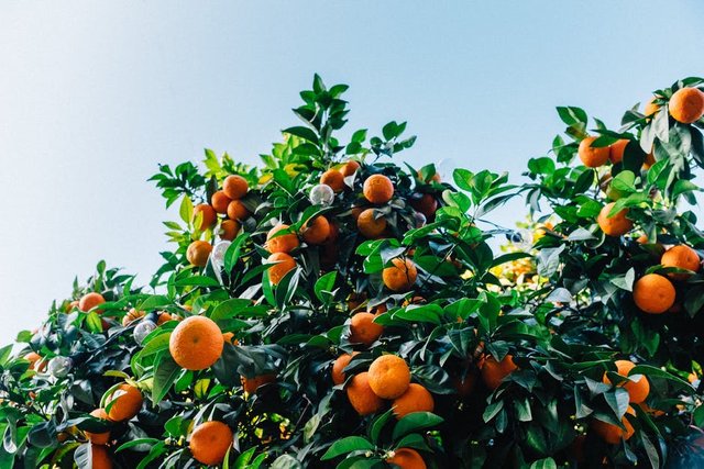 orange tree.jpeg