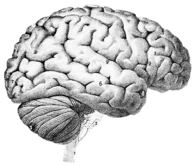 PSM_V46_D167_Outer_surface_of_the_human_brain-850x714.jpg