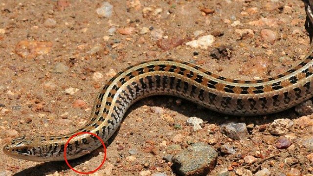 snake-with-legs.jpg