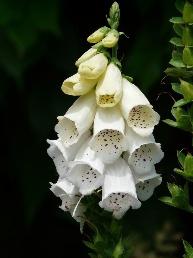 white-foxglove-8147_1280.jpg