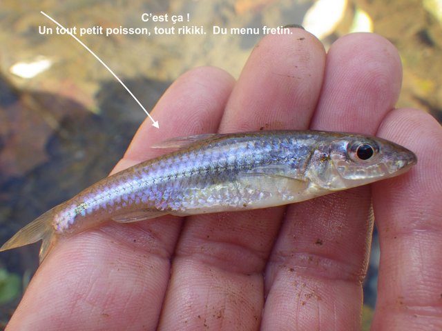 Silverjaw_Minnow_(Notropis_buccatus).JPG