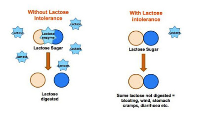 What_is_lactose_intolerance_8ae4520d.original.png