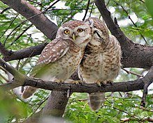 220px-Spotted_Owlet_(Athene_brama)-_Pair_in_Foreplay_at_Bharatpur_I_IMG_5472.jpg