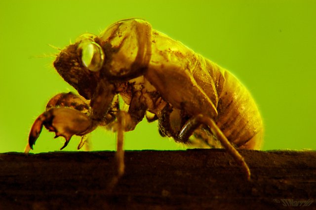 Cicada_Bug_Shell.jpg