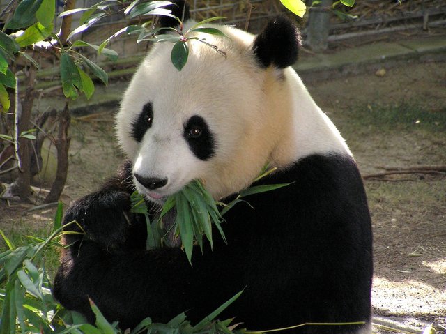 panda-655491_1920.jpg