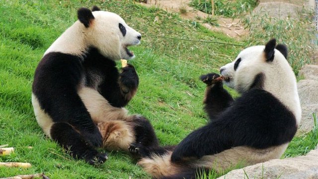 http-%2F%2Fi2.cdn.cnn.com%2Fcnnnext%2Fdam%2Fassets%2F160630175214-happiest-places-chengdu-pandas-super-169.jpg