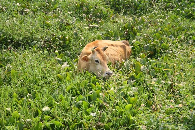 5 cow in pokhara nepal.jpg