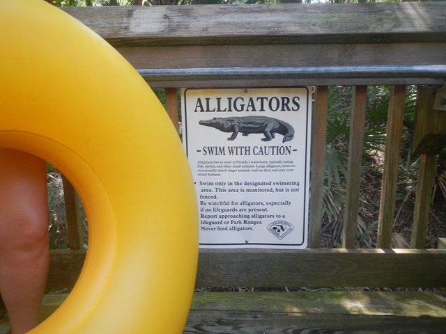 1.underwater - alligators swimmers.jpg