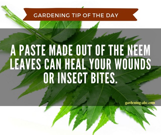 gardening tips 7.jpg