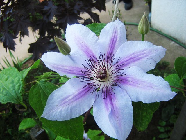 Clematis vitalba pavit beli.jpg