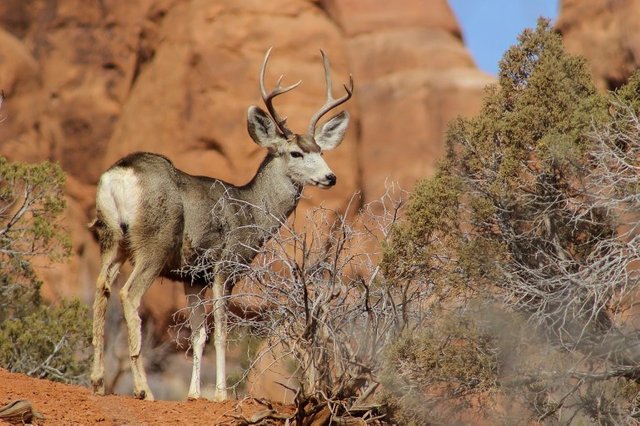 arizonamuledeer.jpg