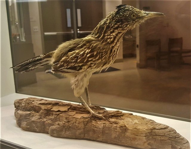 roadrunner_bird_theia.jpg