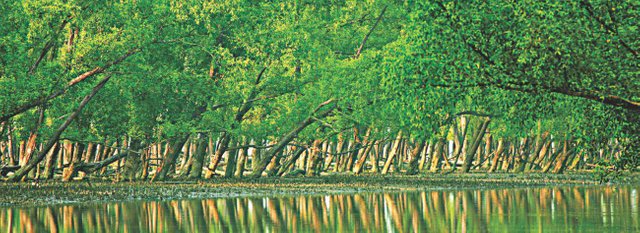 sundarban_0.jpg