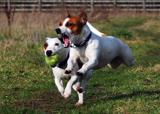 Jack_Russell_Terriers_Eddi_&_Lola.jpg