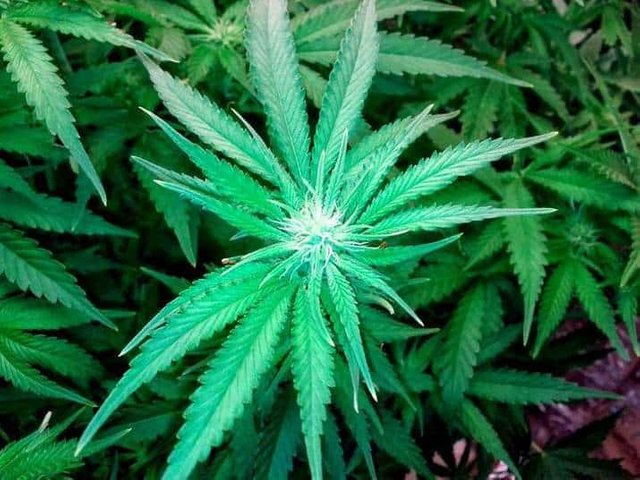 flowering-cannabis-plant.jpg