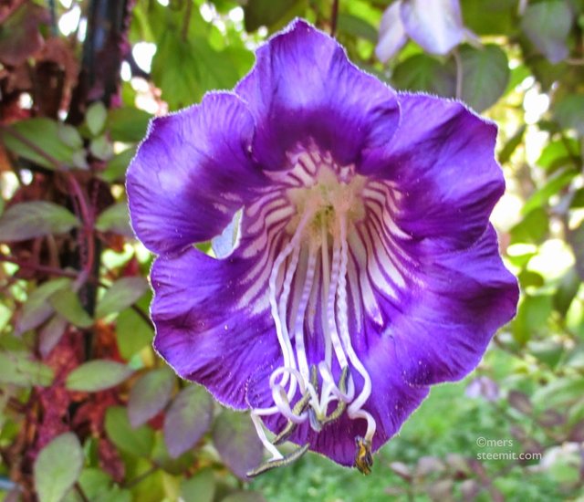 IMG_2281 CC.JPG