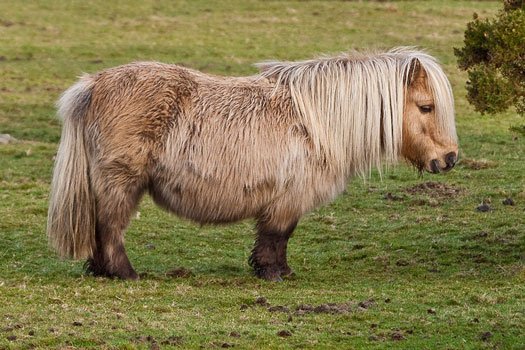 800px-Shetland_Pony_on_Belstone_Common,_Dartmoor-.jpg