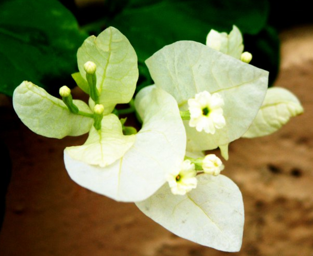 white flower.PNG
