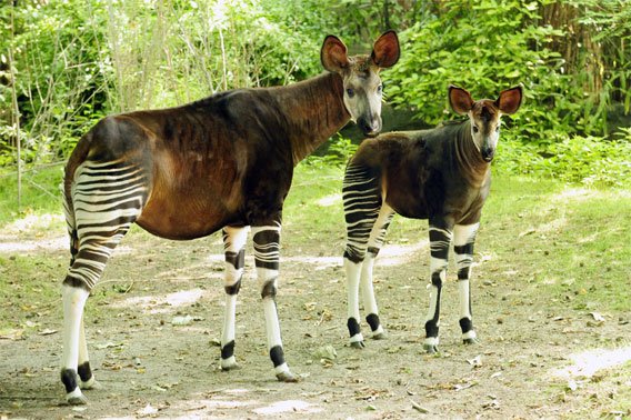 okapi.jpg