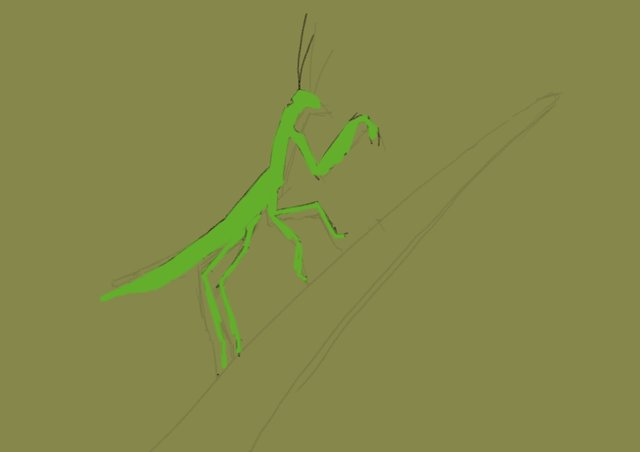 Mantis3.jpg