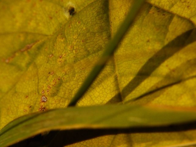 11439559790 - sycamore leaf and grass.jpg