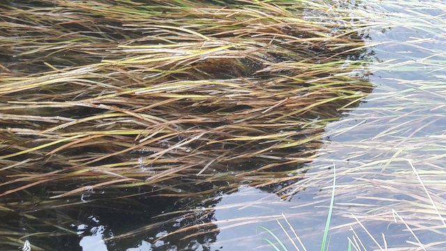 reeds in new river.jpg