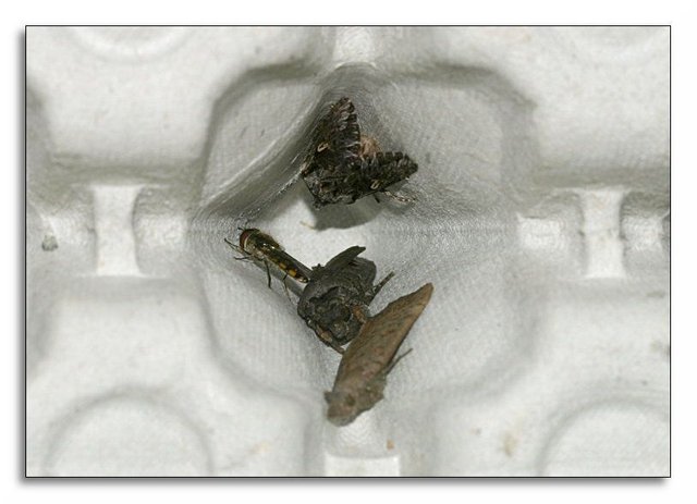 Moth-trapping-2-backyard.jpg