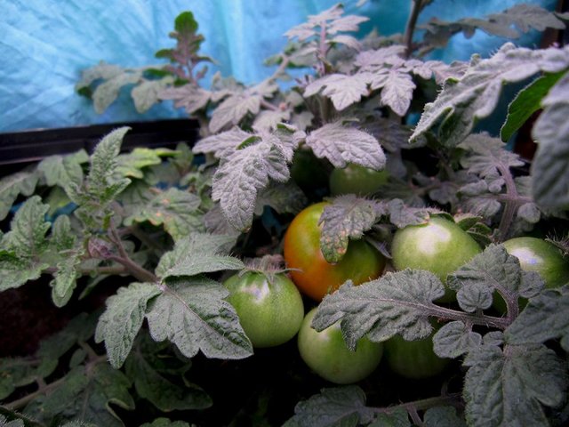 Tomatoes 5 13 2018 b.jpg