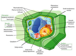 649px-Plant_cell_structure_svg_2.svg.png