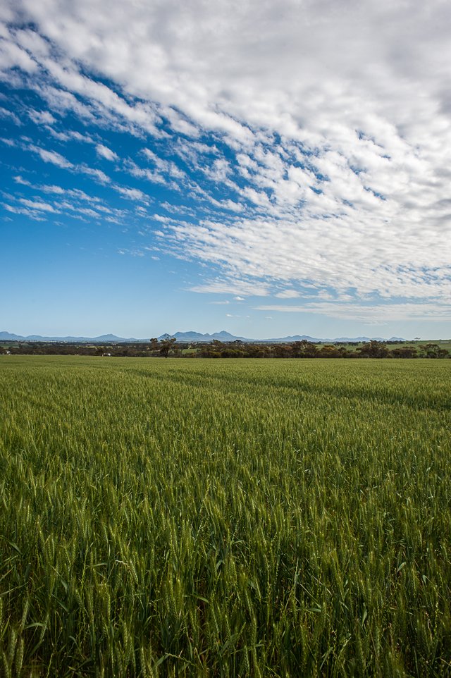 0033-2012-Stirling Ranges Field-_LND6363-Edit.jpg