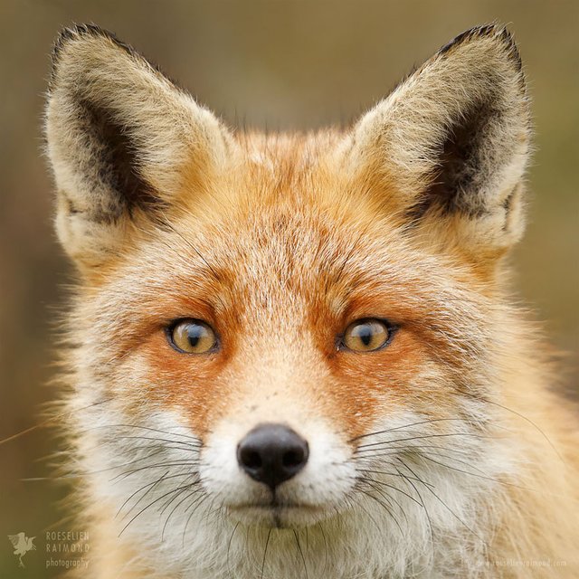 fox-faces-roeselien-raimond-red-fox.jpg