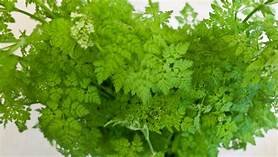 herbs chervil.jpg