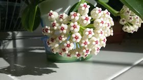 Hoya-pachyclada-(red-corona).jpg