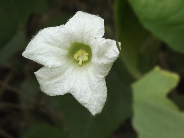 chanchal flower 1 .jpg