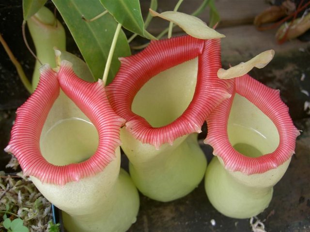 nepenthes-ventricosa-4.jpg