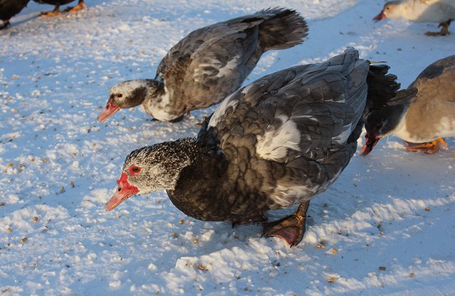 muscovy-ducks10.jpg