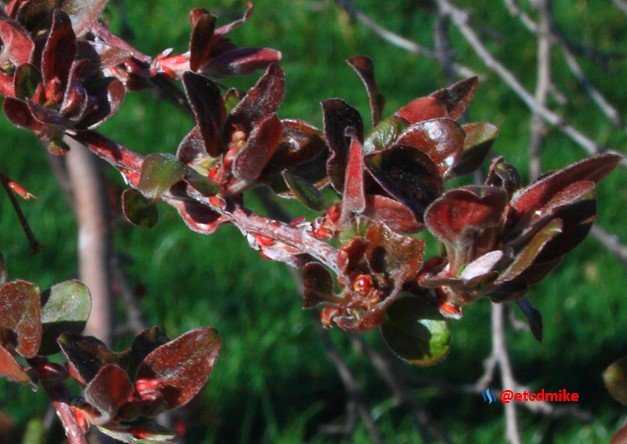 Indian Magic Flowering Crabapple IM-A25-0017.JPG