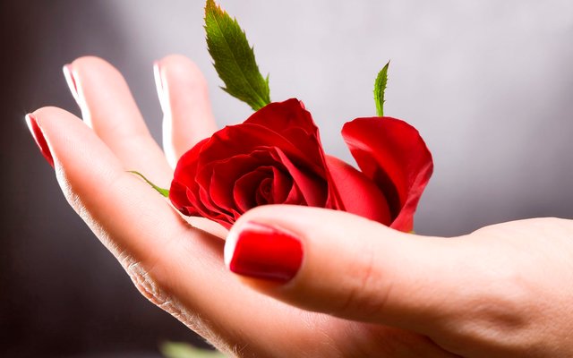 Red-rose-on-hand-Flowers-104.jpg