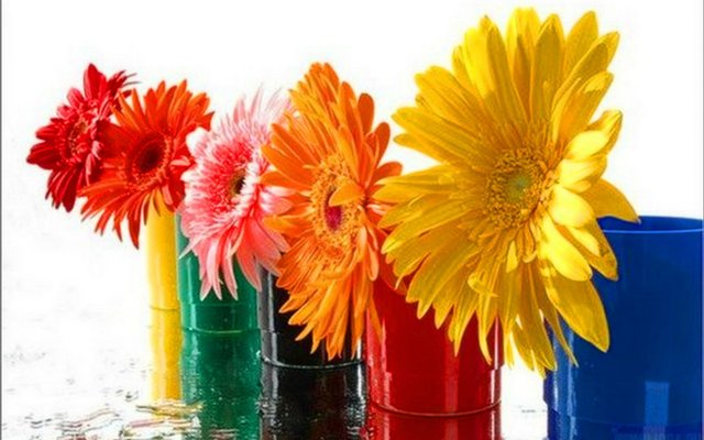 Colorful flowers.jpg