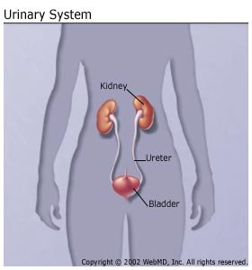 urinary_system.jpg