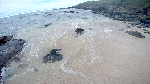 turtle-1.png