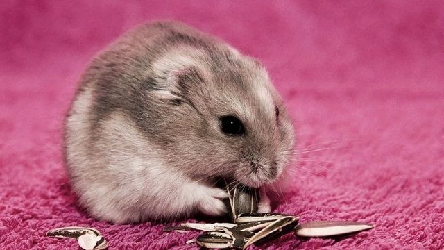 obesidad-hamster.jpg