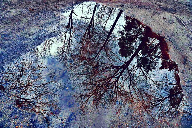 puddle_reflection.jpg