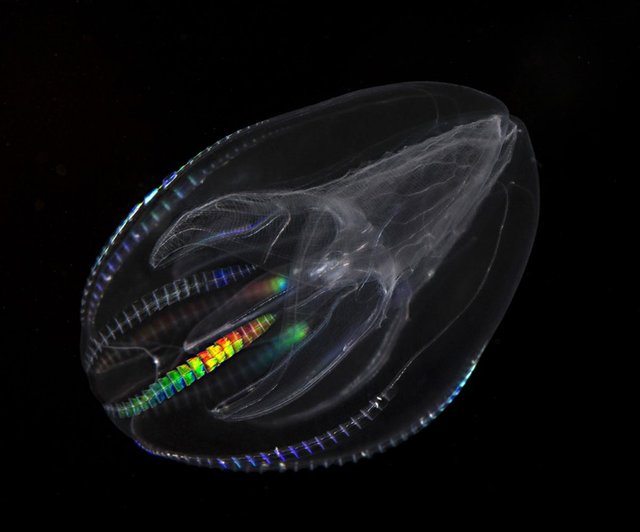 comb jelly.jpg