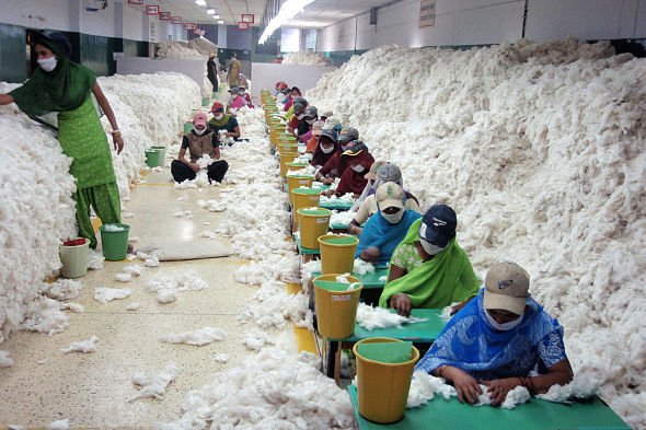 31.07.15-manually-decontaminating-cotton-at-indian-spinning-mil-590x393.jpg