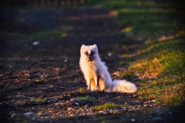 arctic-fox-2340328_1920.JPG