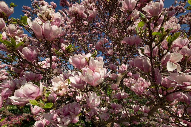 180418 Botanischer Garten Blüten-01488.jpg