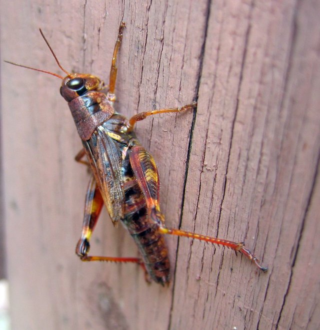 Red Grasshopper.jpg